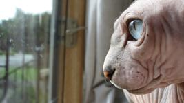 Very close photo of Twigs from the side, showing good detail of his eye