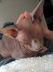 Twigs looking content as he's pet, his head tilted down so the camera shows the top of it