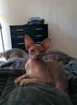 Twigs lying propped up on me in bed, looking at the camera with lidded eyes