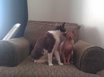 Twigs looking serene as Napoleon licks the back of his ear