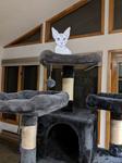 A paper cutout of Twigs's head, propped up at the top of a cat tree
