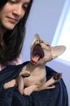 Twigs yawning while held wrapped in a robe, with all four limbs awkwardly sticking out