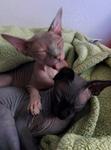 Twigs licking Anise's ear while holding him still with a paw