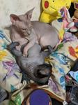 Twigs laying partially on Anise, who is asleep on his back with his paws in the air