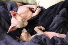 Twigs and Styx both napping on the same blanket but at different 'levels', and both posed as though in a hammock