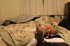 Styx on a bed looking at Twigs, who's in the background, crouched down with wide eyes and staring at Styx