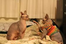 Twigs and Styx facing each other; Twigs has his ears back, and Styx has one paw lifted in preparation for smacking him